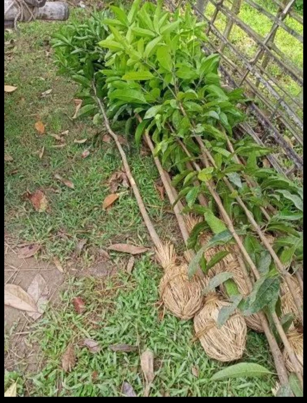 Himsagar Mango Plant হিমসাগর আম চারা