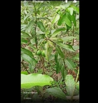 Himsagar Mango Plant হিমসাগর আম চারা