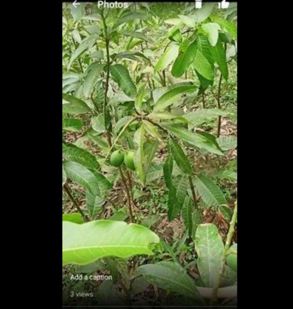 Himsagar Mango Plant হিমসাগর আম চারা