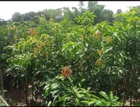Himsagar Mango Plant হিমসাগর আম চারা
