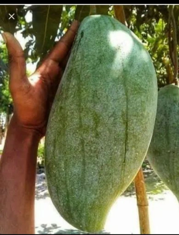  Bunai King 4 Kg Mango Plant বুনাই কিং ৪কেজি আম চারা