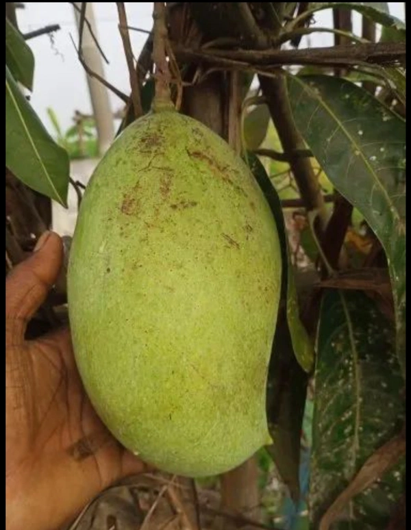  Bunai King 4 Kg Mango Plant বুনাই কিং ৪কেজি আম চারা
