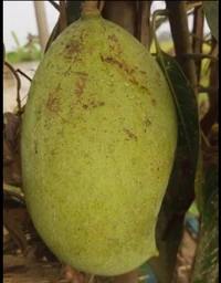  Bunai King 4 Kg Mango Plant বুনাই কিং ৪কেজি আম চারা