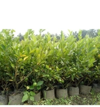 Kolkata Pati Lemon Fruit Plant কলকাতা পাতি লেবুর চারা