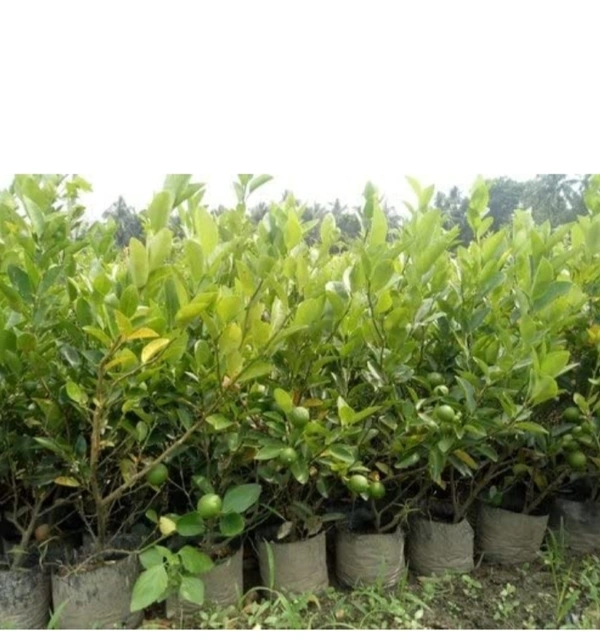 Kolkata Pati Lemon Fruit Plant কলকাতা পাতি লেবুর চারা