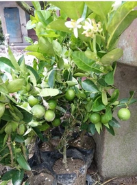 Kolkata Pati Lemon Fruit Plant কলকাতা পাতি লেবুর চারা