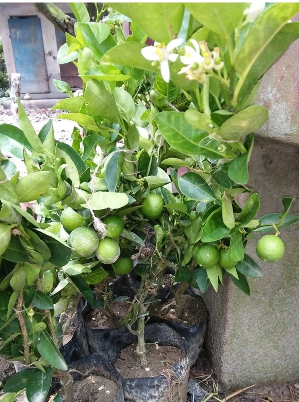 Kolkata Pati Lemon Fruit Plant কলকাতা পাতি লেবুর চারা