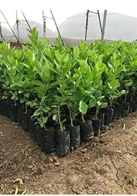 Kolkata Pati Lemon Fruit Plant কলকাতা পাতি লেবুর চারা