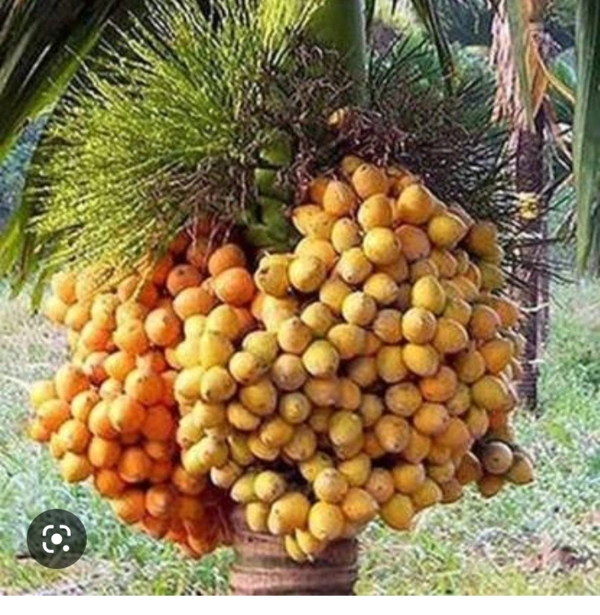 Assam Supari Plant আসাম সুপারি চারা গাছ