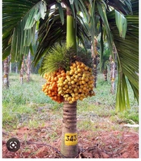 Assam Supari Plant আসাম সুপারি চারা গাছ
