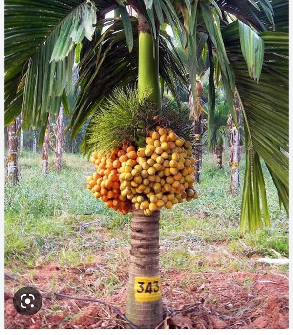 Assam Supari Plant আসাম সুপারি চারা গাছ