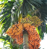 Assam Supari Plant আসাম সুপারি চারা গাছ