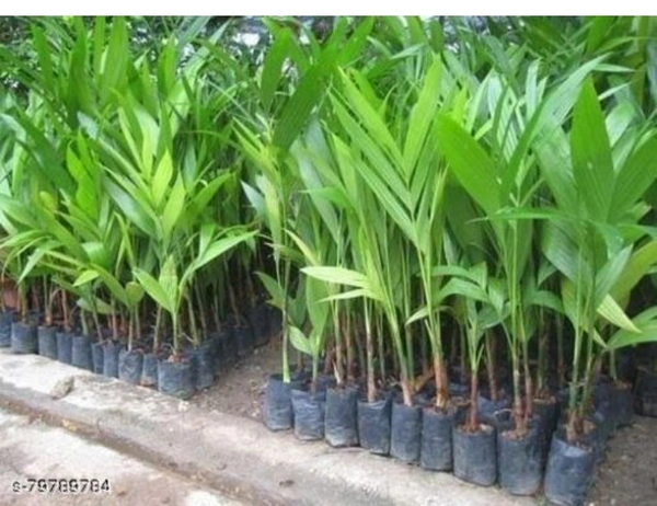 Assam Supari Plant আসাম সুপারি চারা গাছ