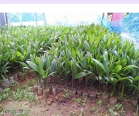 Assam Supari Plant আসাম সুপারি চারা গাছ