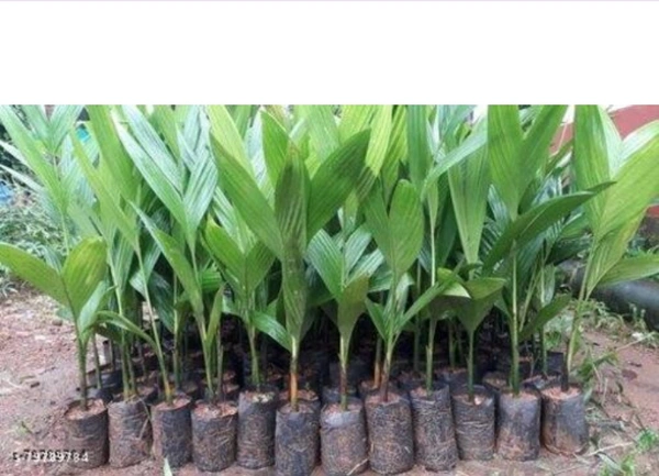 Assam Supari Plant আসাম সুপারি চারা গাছ
