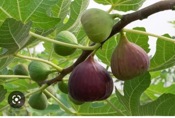  Missouri Dumur Fruit Plant মিশরীয় ডুমুর চারা গাছ