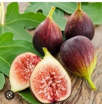  Missouri Dumur Fruit Plant মিশরীয় ডুমুর চারা গাছ