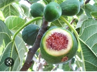 Missouri Dumur Fruit Plant মিশরীয় ডুমুর চারা গাছ
