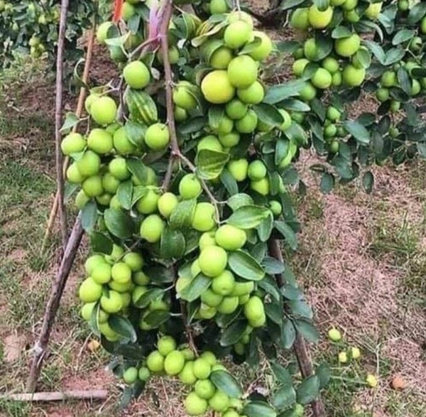 Green Apple Ber Fruit Plant বাউকুল চারা গাছ