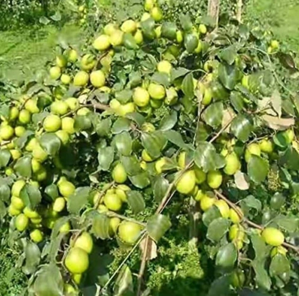 Green Apple Ber Fruit Plant বাউকুল চারা গাছ