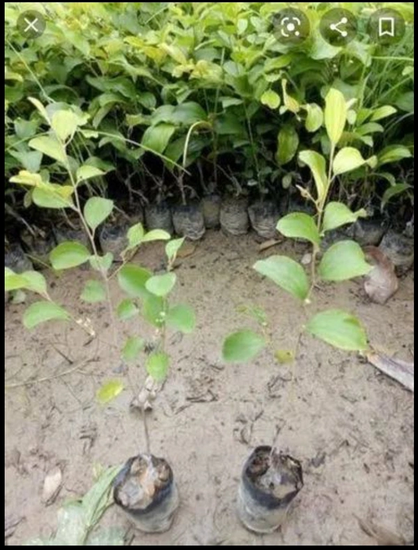 Green Apple Ber Fruit Plant বাউকুল চারা গাছ