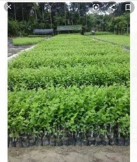 Green Apple Ber Fruit Plant বাউকুল চারা গাছ