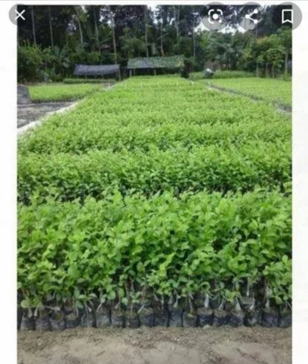 Green Apple Ber Fruit Plant বাউকুল চারা গাছ