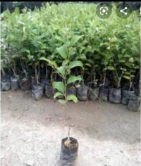 Green Apple Ber Fruit Plant বাউকুল চারা গাছ