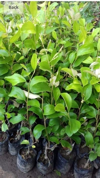 Green Apple Ber Fruit Plant বাউকুল চারা গাছ
