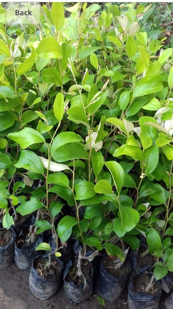 Green Apple Ber Fruit Plant বাউকুল চারা গাছ