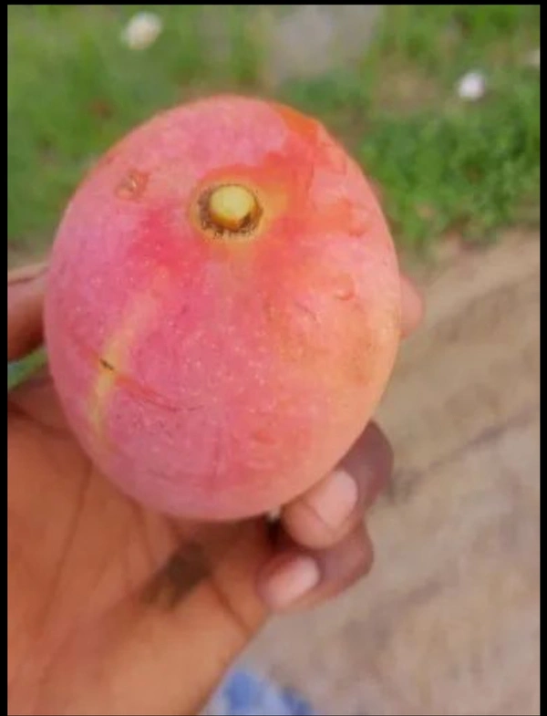 Red Mango Fruit Plant লাল আম গাছ
