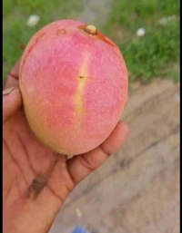 Red Mango Fruit Plant লাল আম গাছ