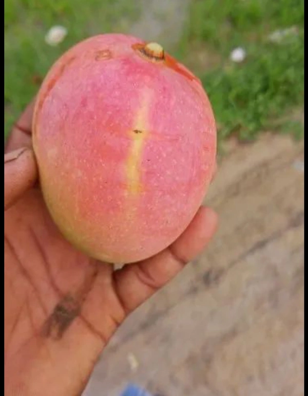 Red Mango Fruit Plant লাল আম গাছ