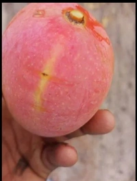 Red Mango Fruit Plant লাল আম গাছ