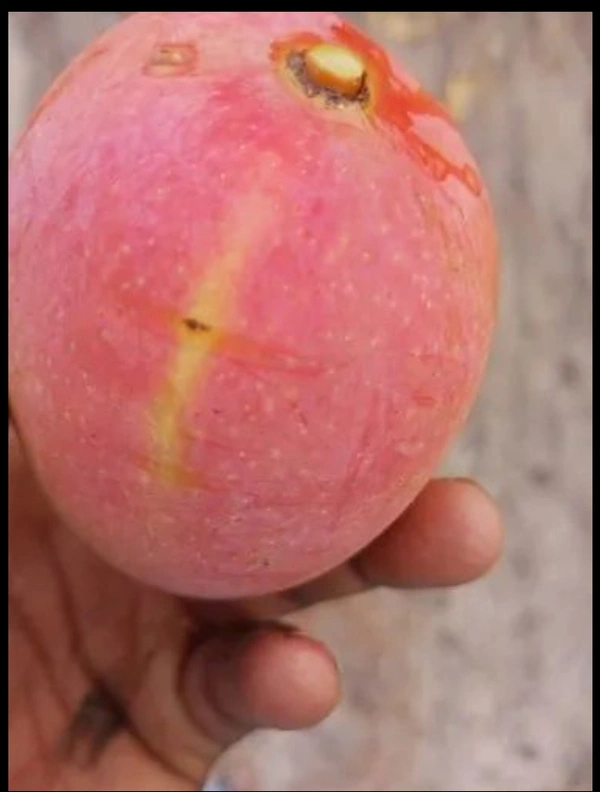 Red Mango Fruit Plant লাল আম গাছ