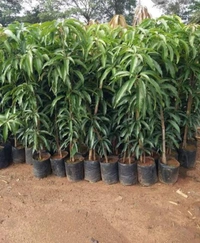 Red Mango Fruit Plant লাল আম গাছ