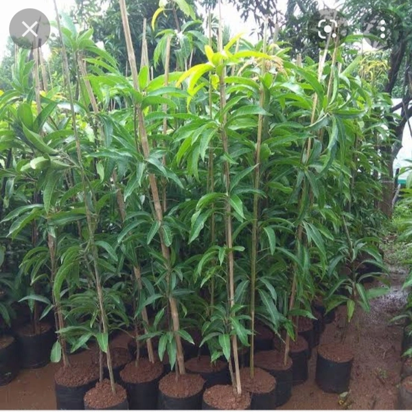 Red Mango Fruit Plant লাল আম গাছ