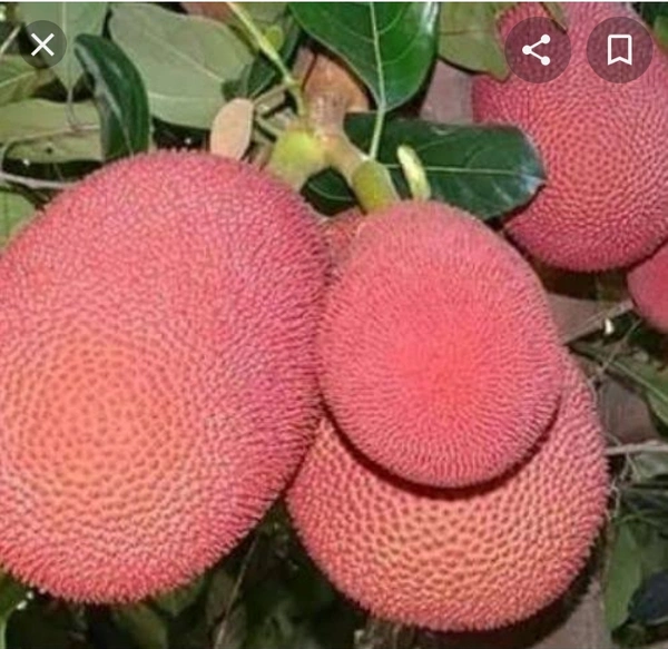 Pink Jackfruit Plant পিং কাঁঠাল গাছ