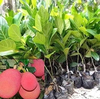 Pink Jackfruit Plant পিং কাঁঠাল গাছ