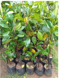 Pink Jackfruit Plant পিং কাঁঠাল গাছ