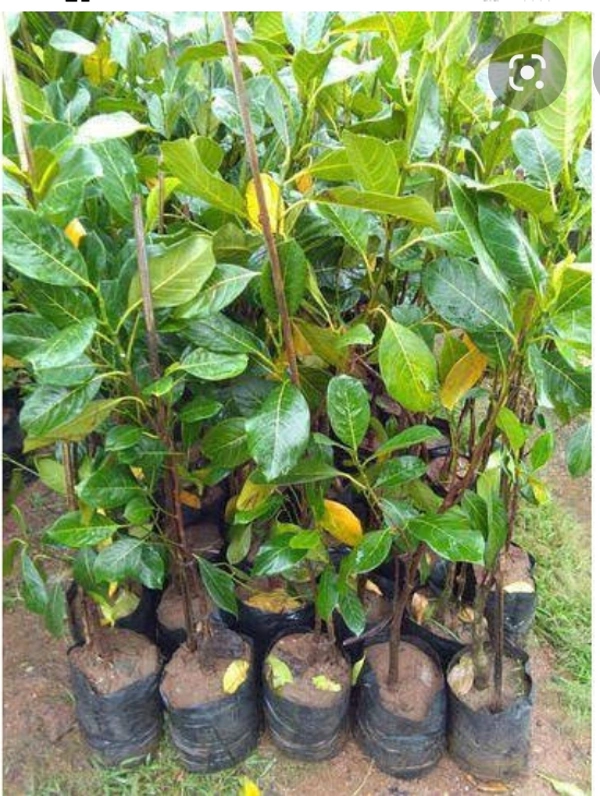 Pink Jackfruit Plant পিং কাঁঠাল গাছ