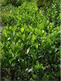 Pink Jackfruit Plant পিং কাঁঠাল গাছ