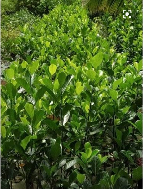 Pink Jackfruit Plant পিং কাঁঠাল গাছ