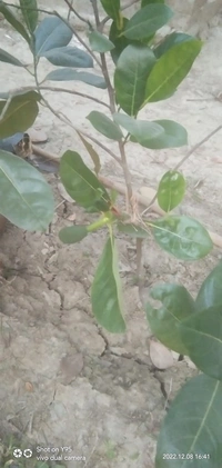 Pink Jackfruit Plant পিং কাঁঠাল গাছ