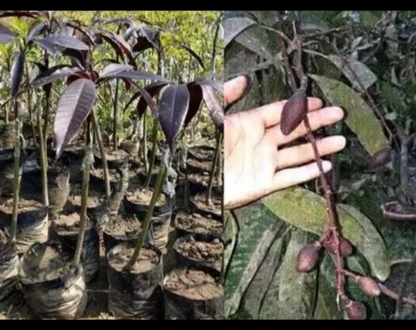 Blackstone Kasturi Mango Plant - Black