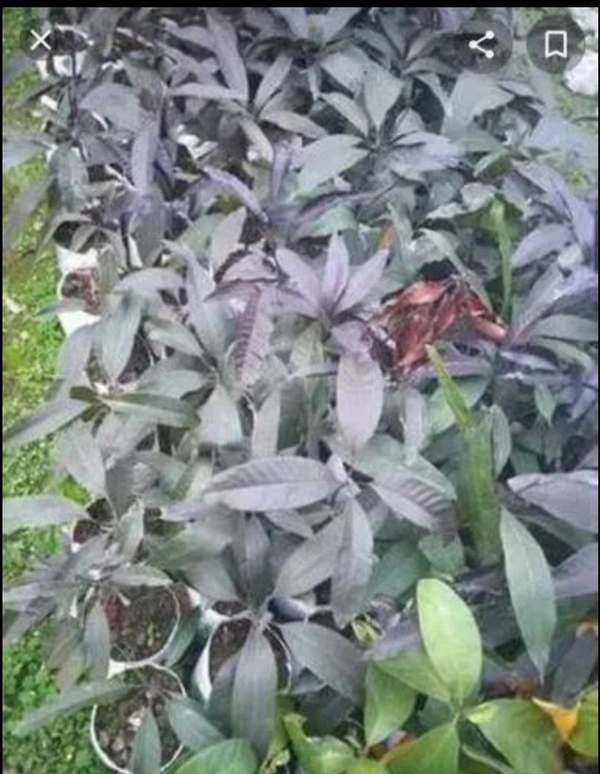 Blackstone Kasturi Mango Plant - Black