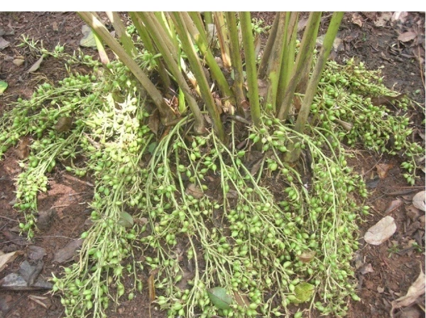 Chhota Ilayachi Plant