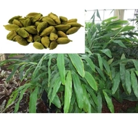 Chhota Ilayachi Plant