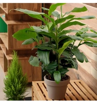 Chhota Ilayachi Plant