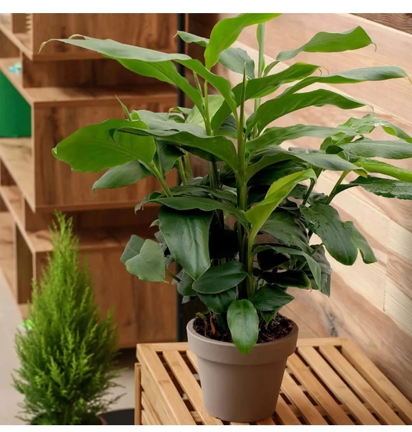 Chhota Ilayachi Plant